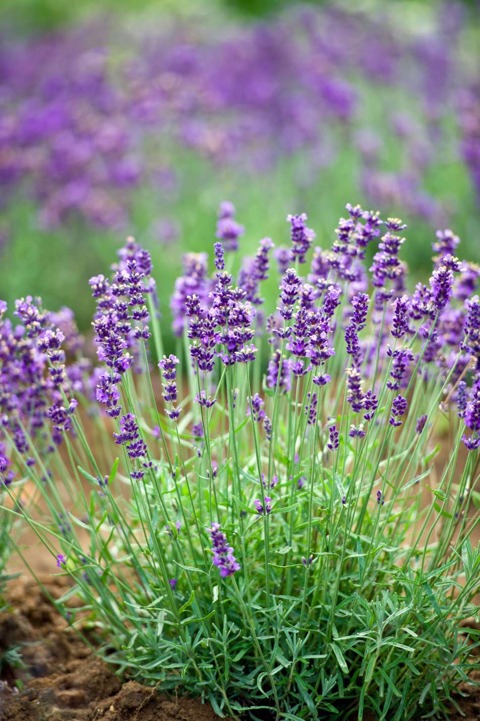Lavendel (frö)